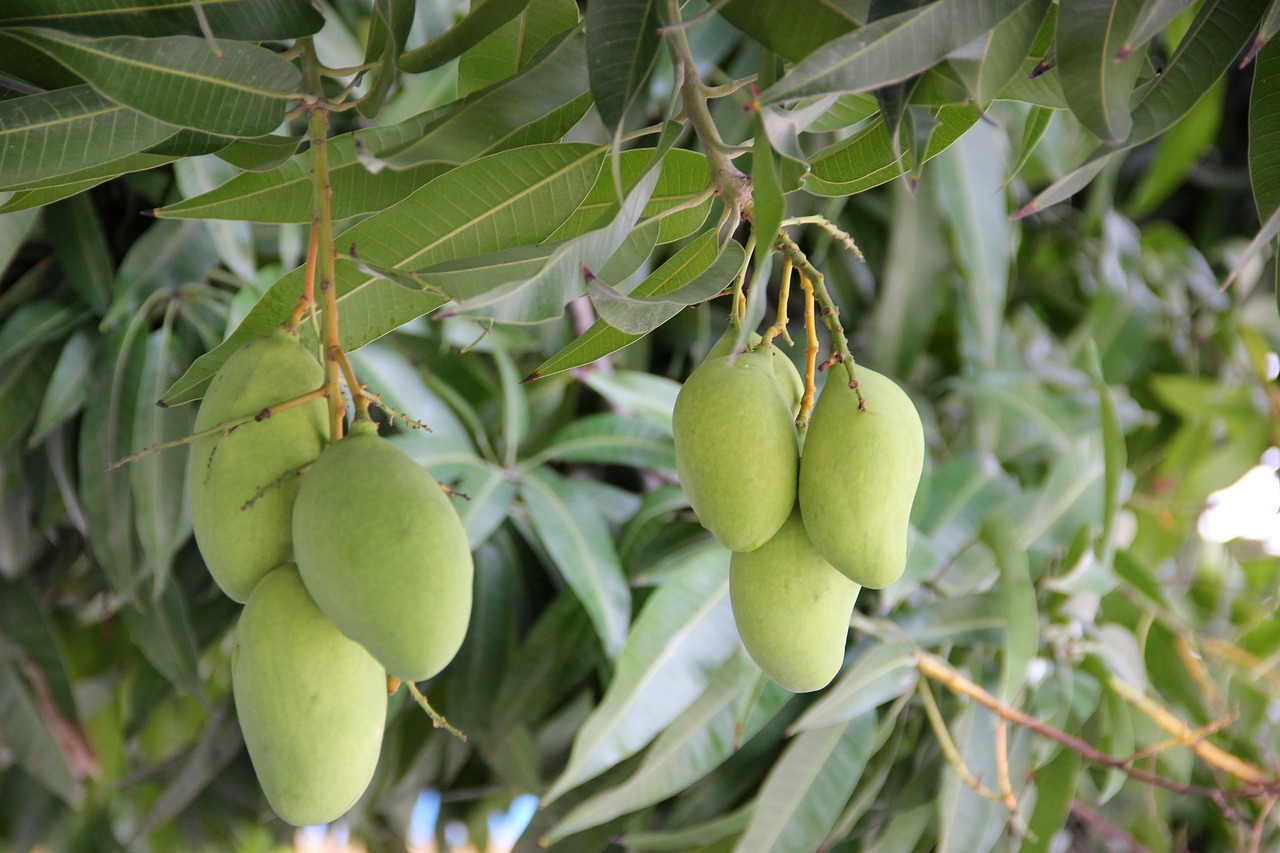 Premium Pakistani Mangoes mangoes, fruit, branch, green mangoes, food, organic, natural, mango tree, tree, nature, closeup, mangoes, mangoes, mango tree, mango tree, mango tree, mango tree, mango tree