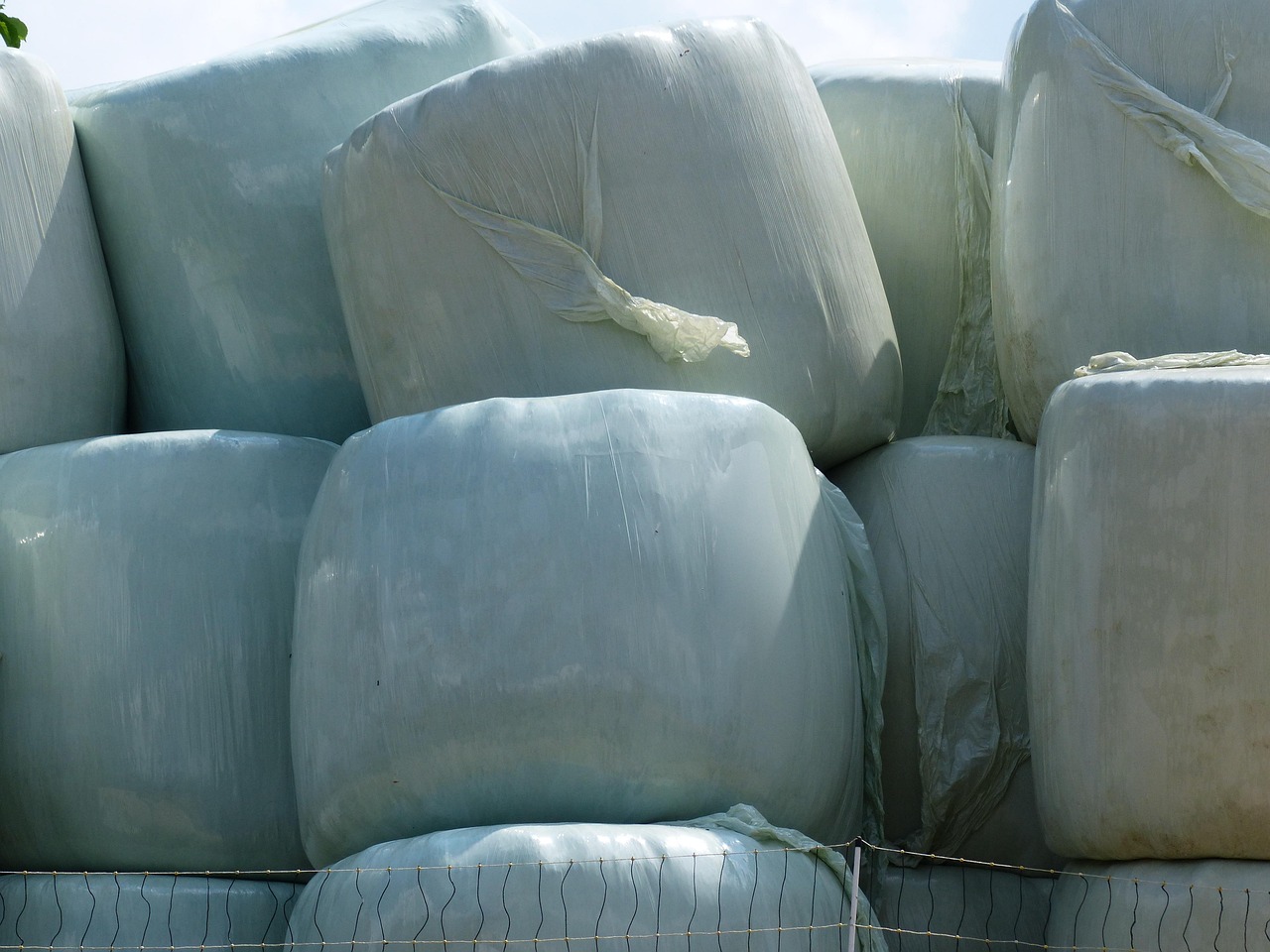 hay bales, straw bales, agriculture, plastic, plastic ball, silage bales, grass bales, silage, feed, cattle feed, straw, straw role, role, bale, round balls, harvest, hay, foil, wrap, harvest time, pet food, agricultural economics, wrapped up, covering, single hull, pack, feed stock, straw harvest, hay roller, winter feed, packed up, hay balls, packaging, stock, stacked, stack, round, white, silage bales, silage, silage, silage, silage, silage