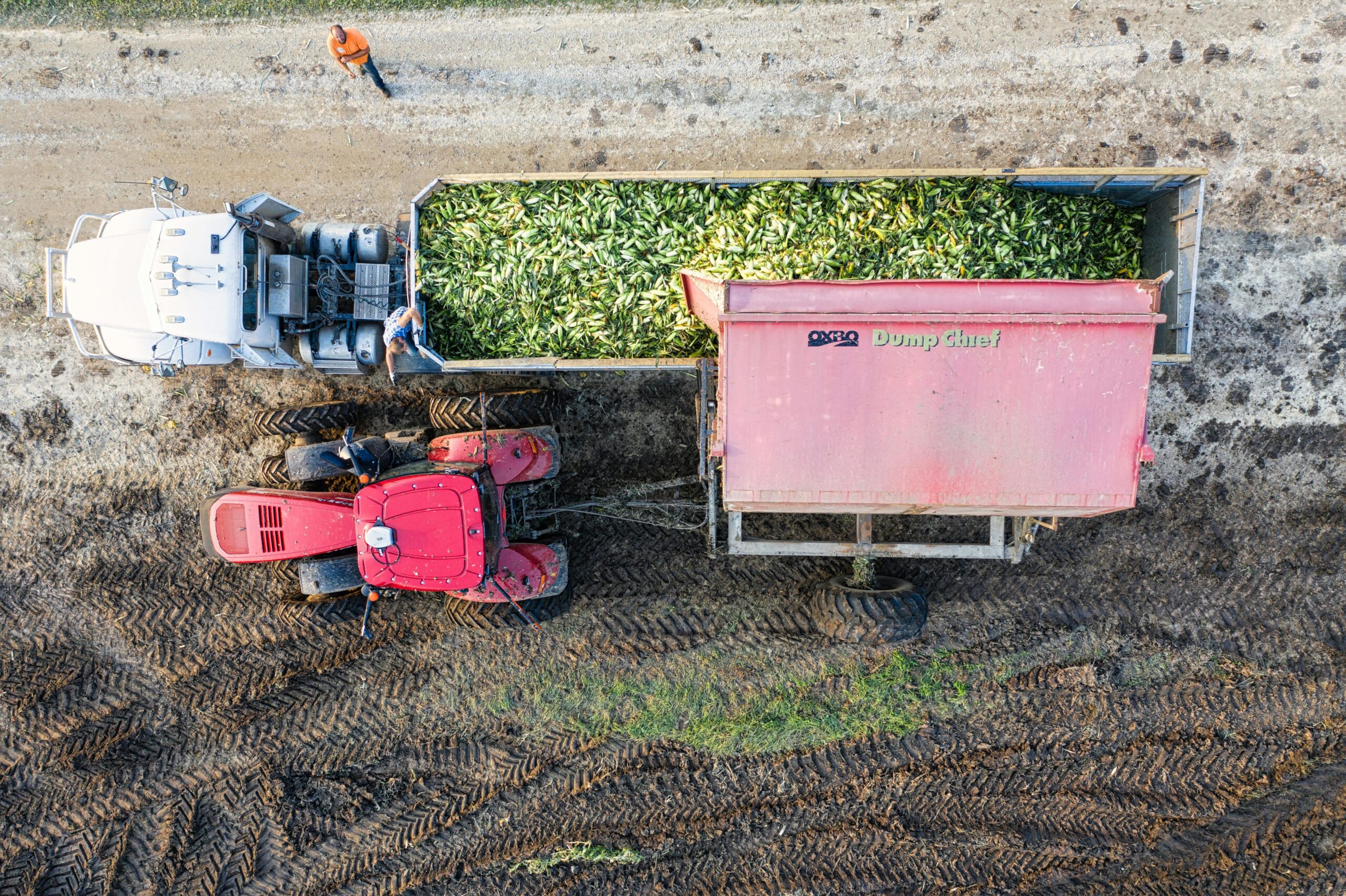 Aerial shot of a tractor and trailer harvesting corn in Minnesota field.
