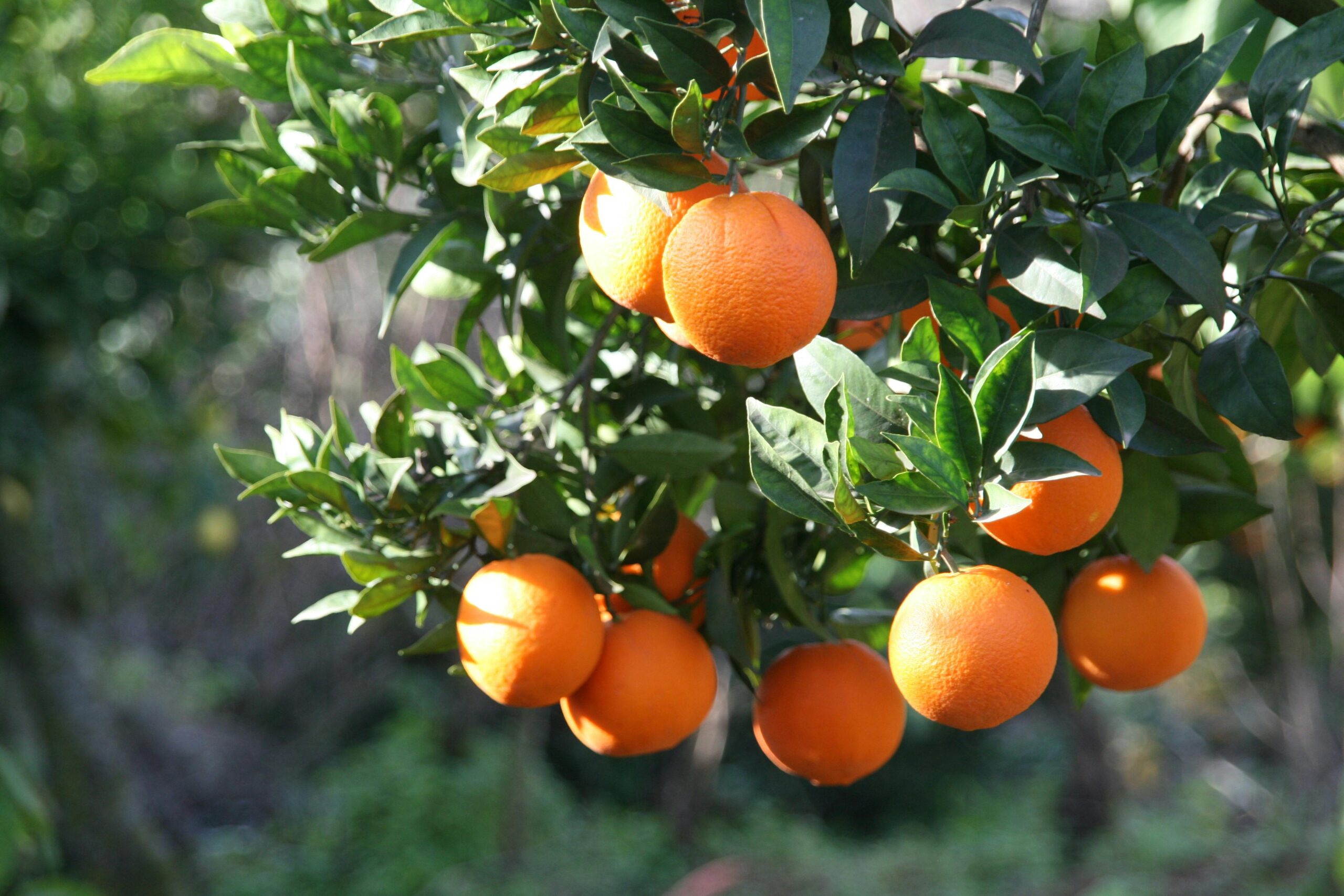 Vibrant ripe oranges hanging on a tree in a sunny orchard, showcasing nature's juicy bounty.