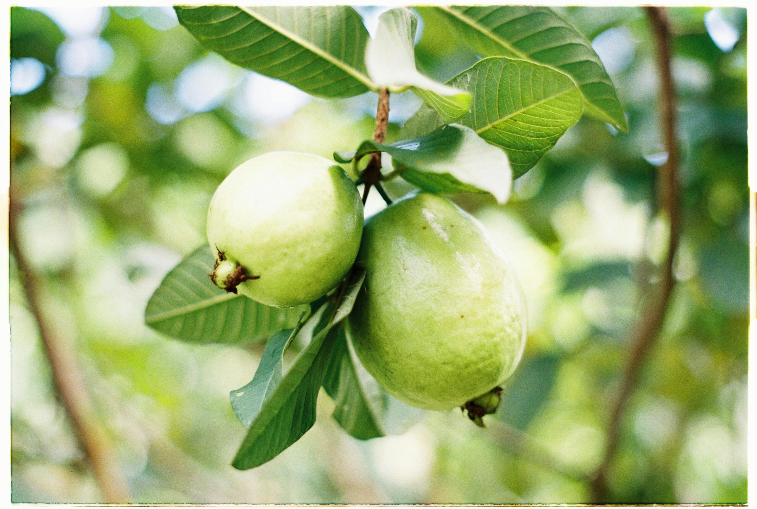 Premium Fresh Pakistani Guava Vibrant close-up of ripe guavas hanging on a tree with fresh green leaves.