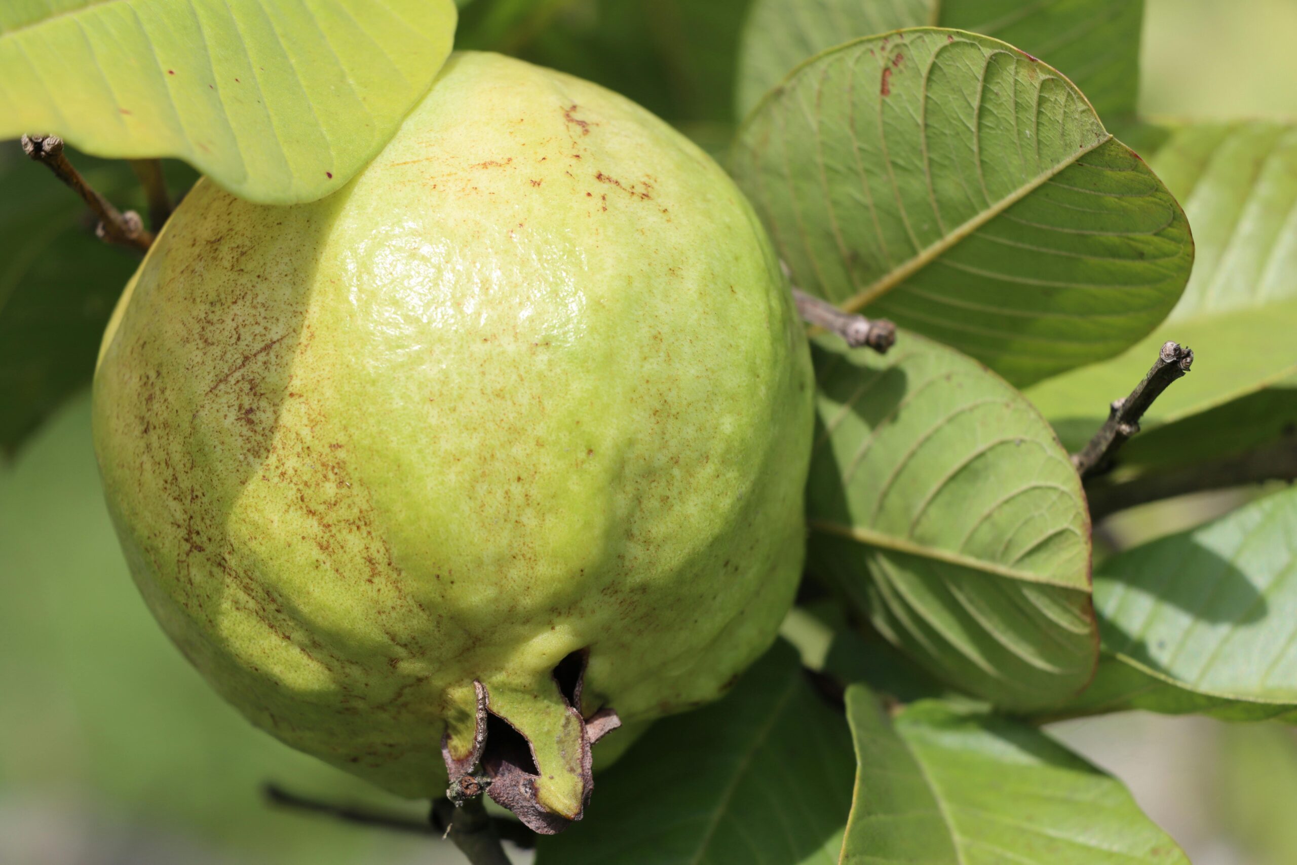 Premium Fresh Pakistani Guava Detailed image of a fresh green guava with vibrant leaves, showcasing texture and natural freshness.