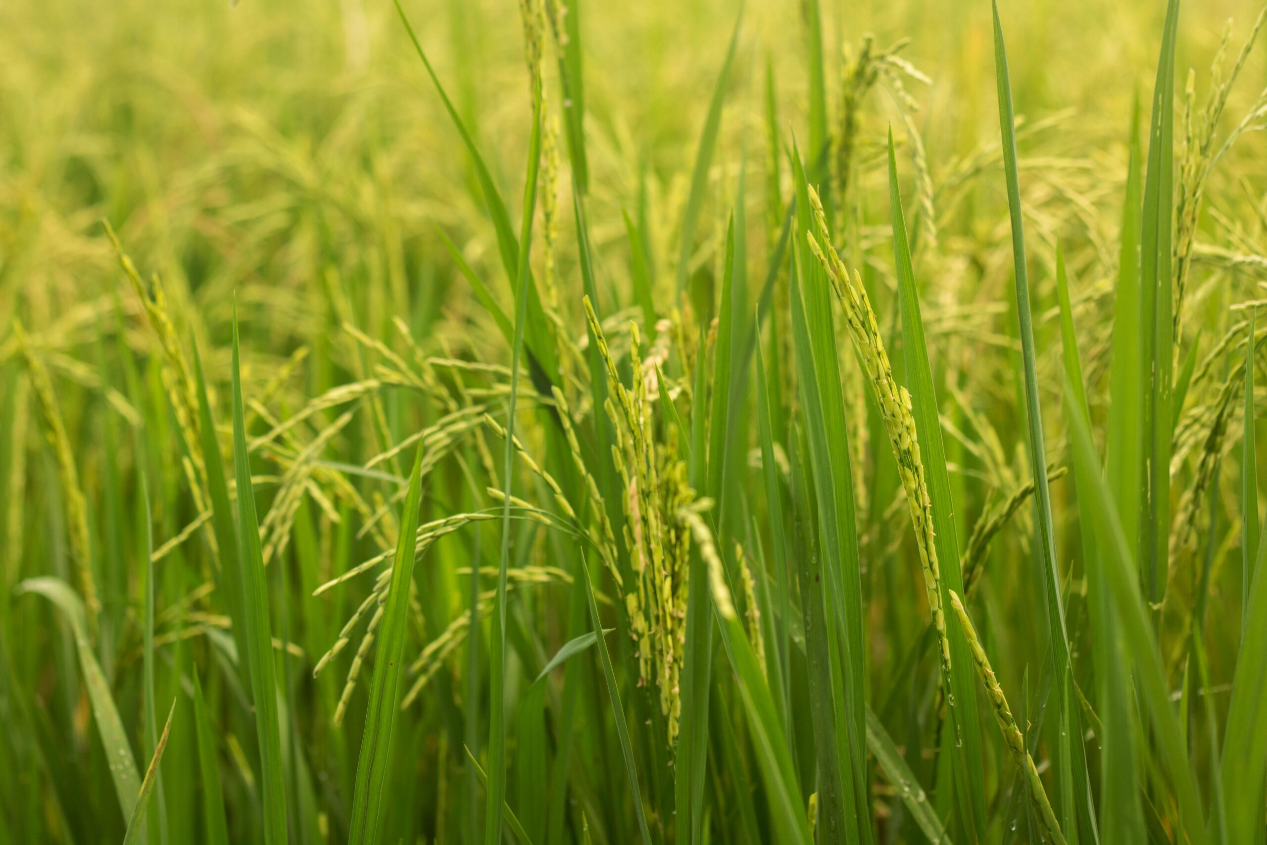 Close-up view of lush green rice plants thriving in a rural agricultural field.