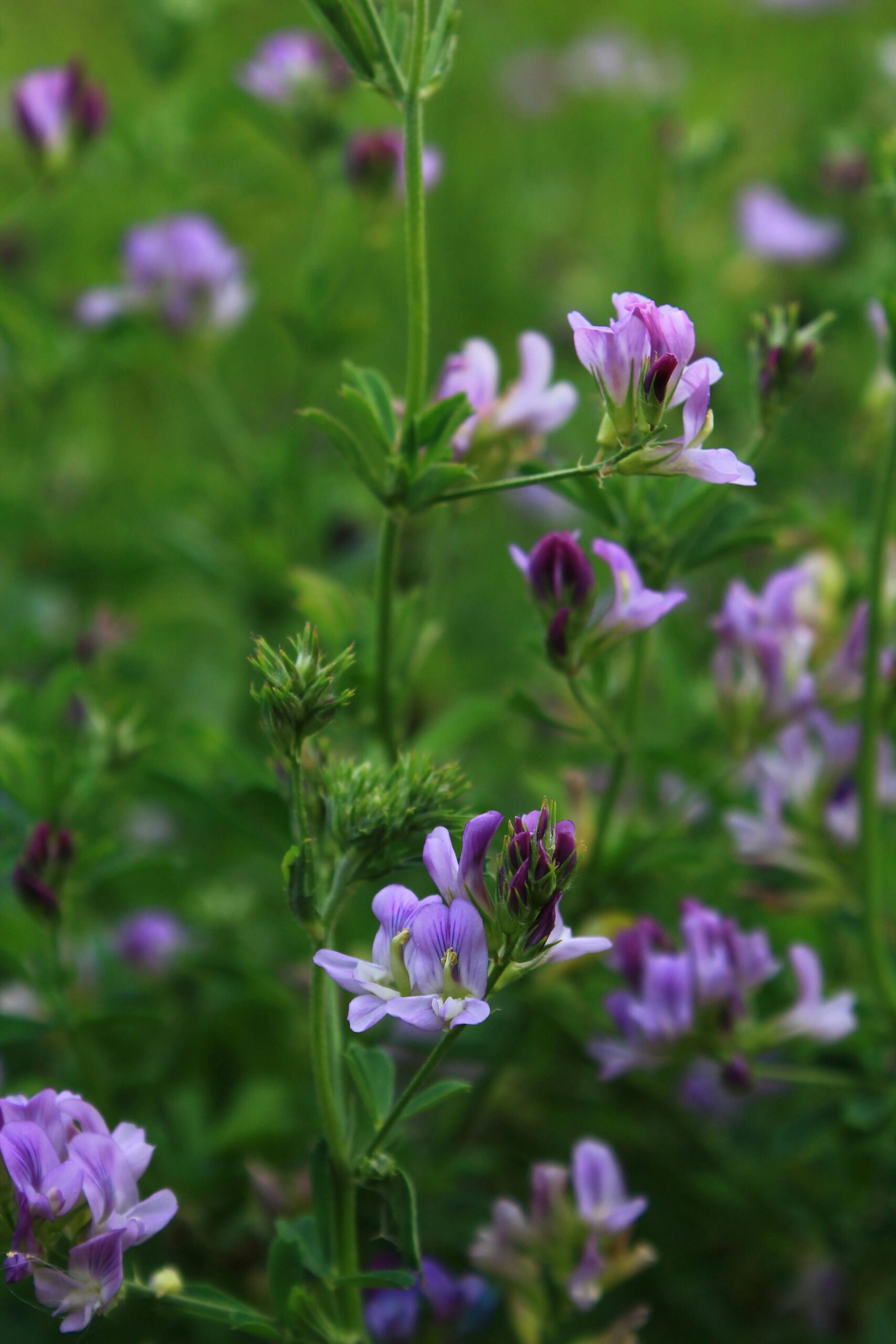 Premium High-Protein Alfalfa Hay A detailed shot of purple alfalfa flowers blooming in a lush green setting.