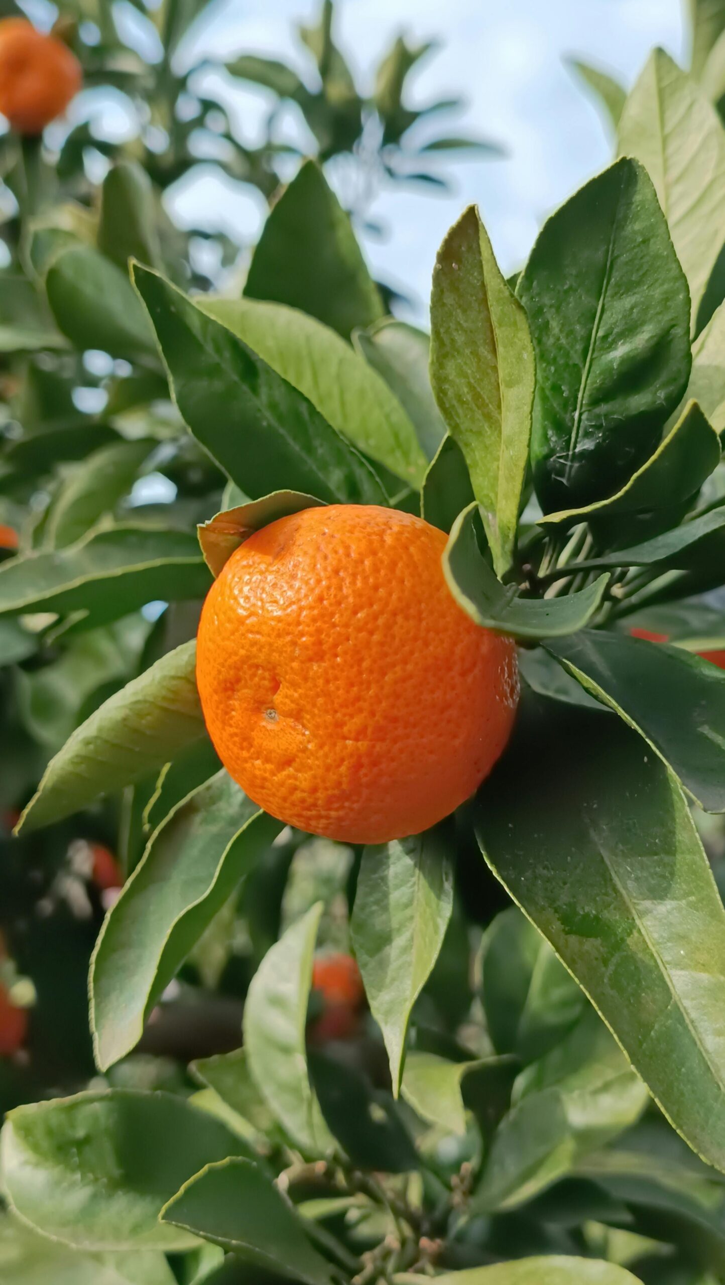 Detailed shot of a fresh orange fruit hanging on a green leafy tree branch.