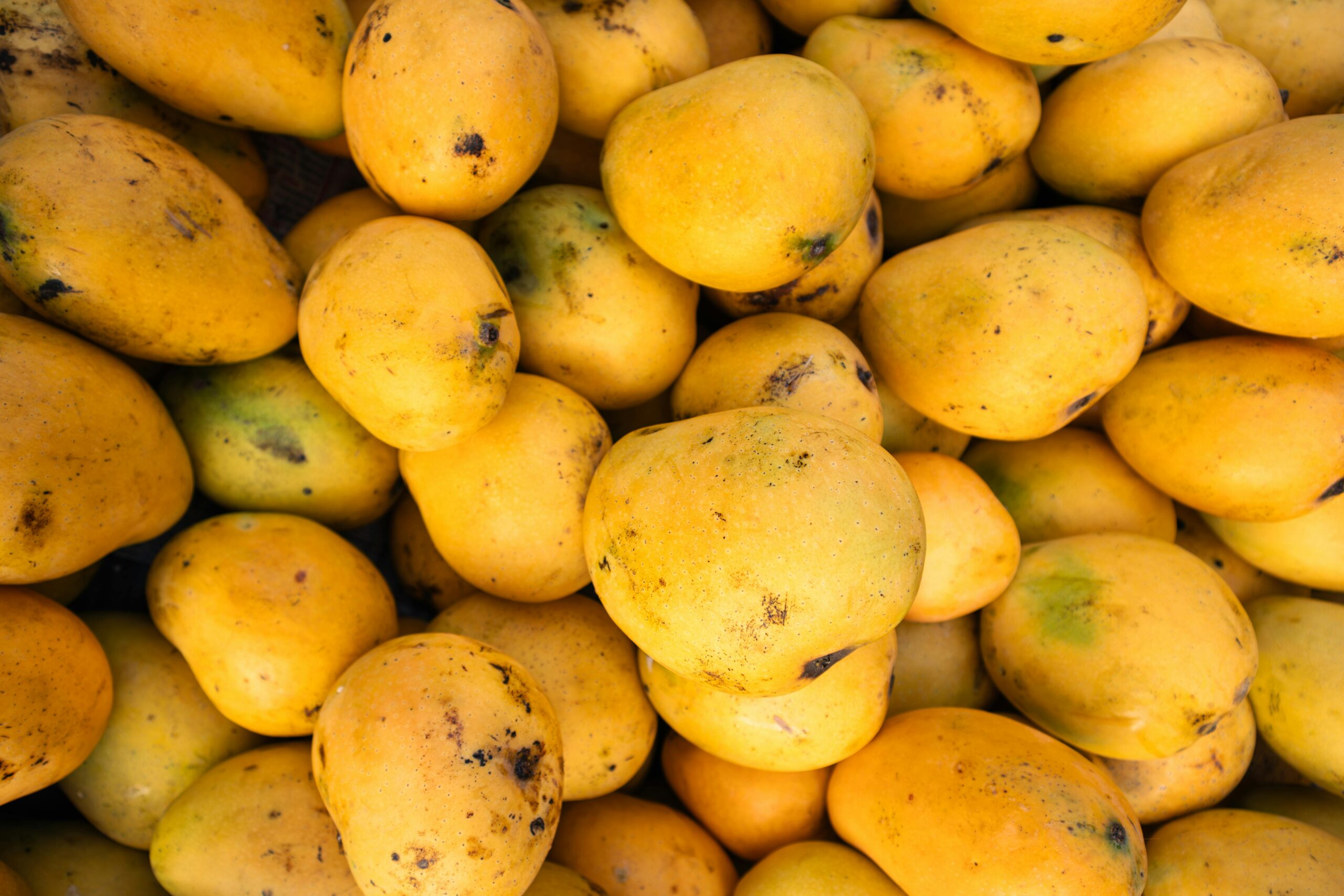 Premium Pakistani Mangoes A close-up of ripe Indian mangoes in vibrant yellow hues, perfect for summer fruit themes.