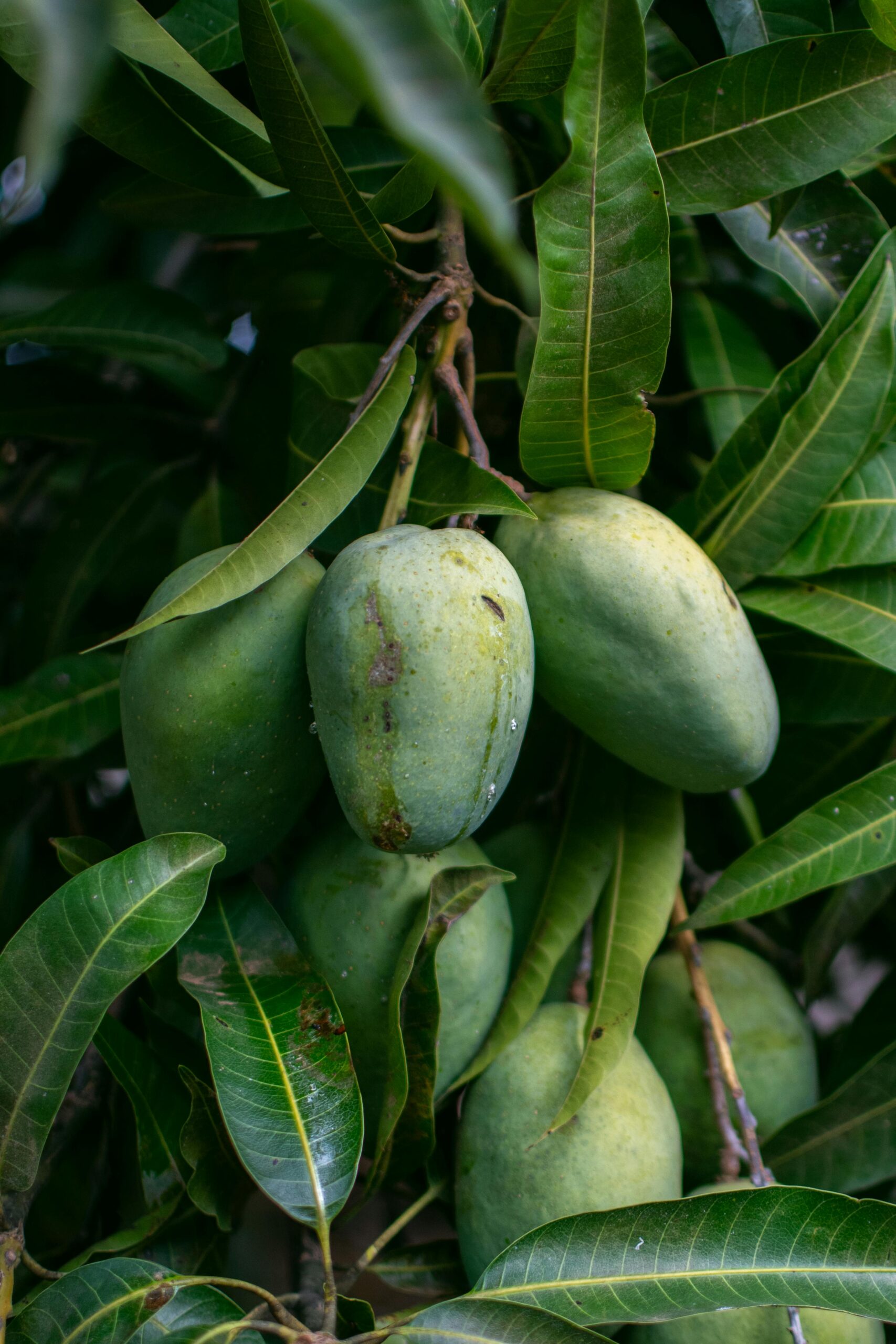 Premium Pakistani Mangoes Vibrant cluster of green mangoes with lush leaves outdoors.