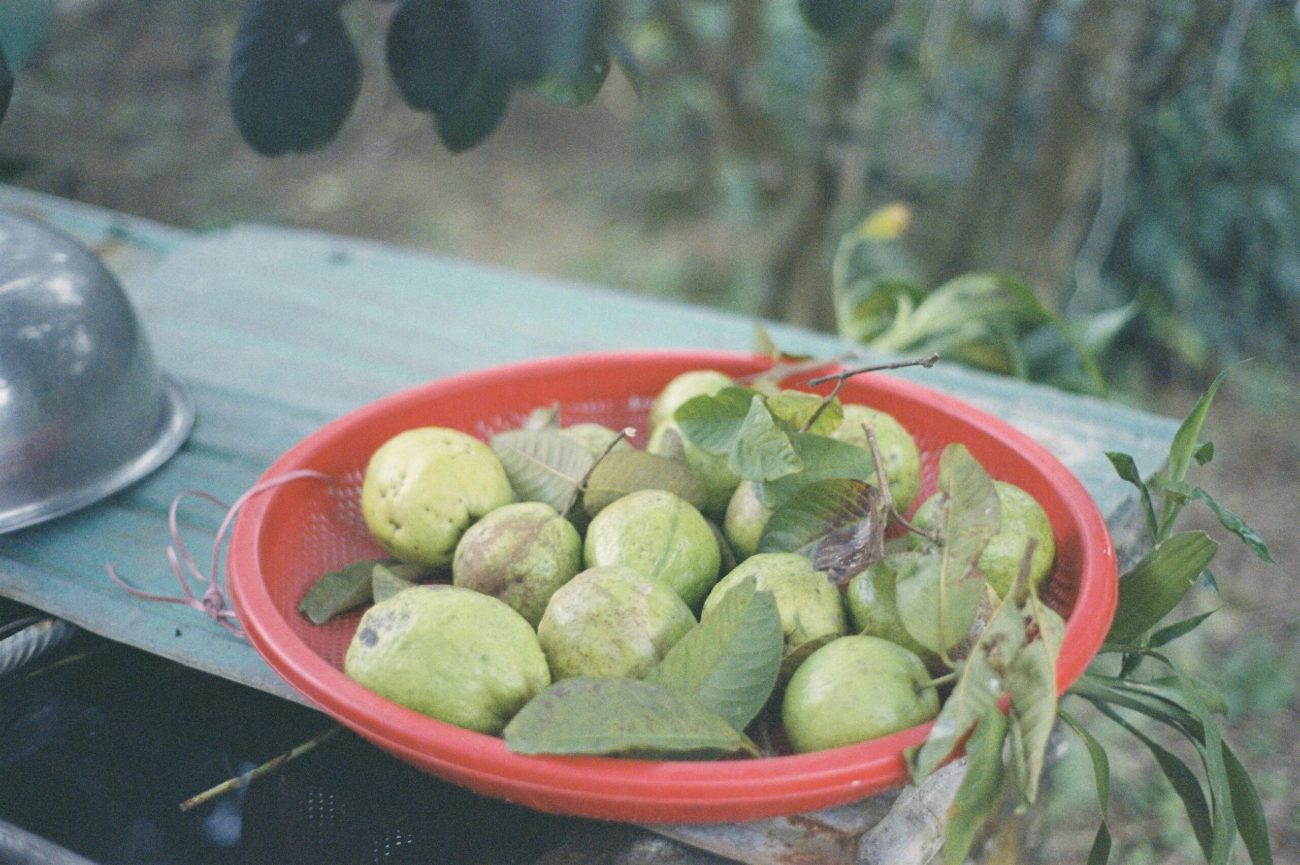 Premium Fresh Pakistani Guava Red basket filled with ripe guavas and leaves outdoors, capturing a rustic vibe.
