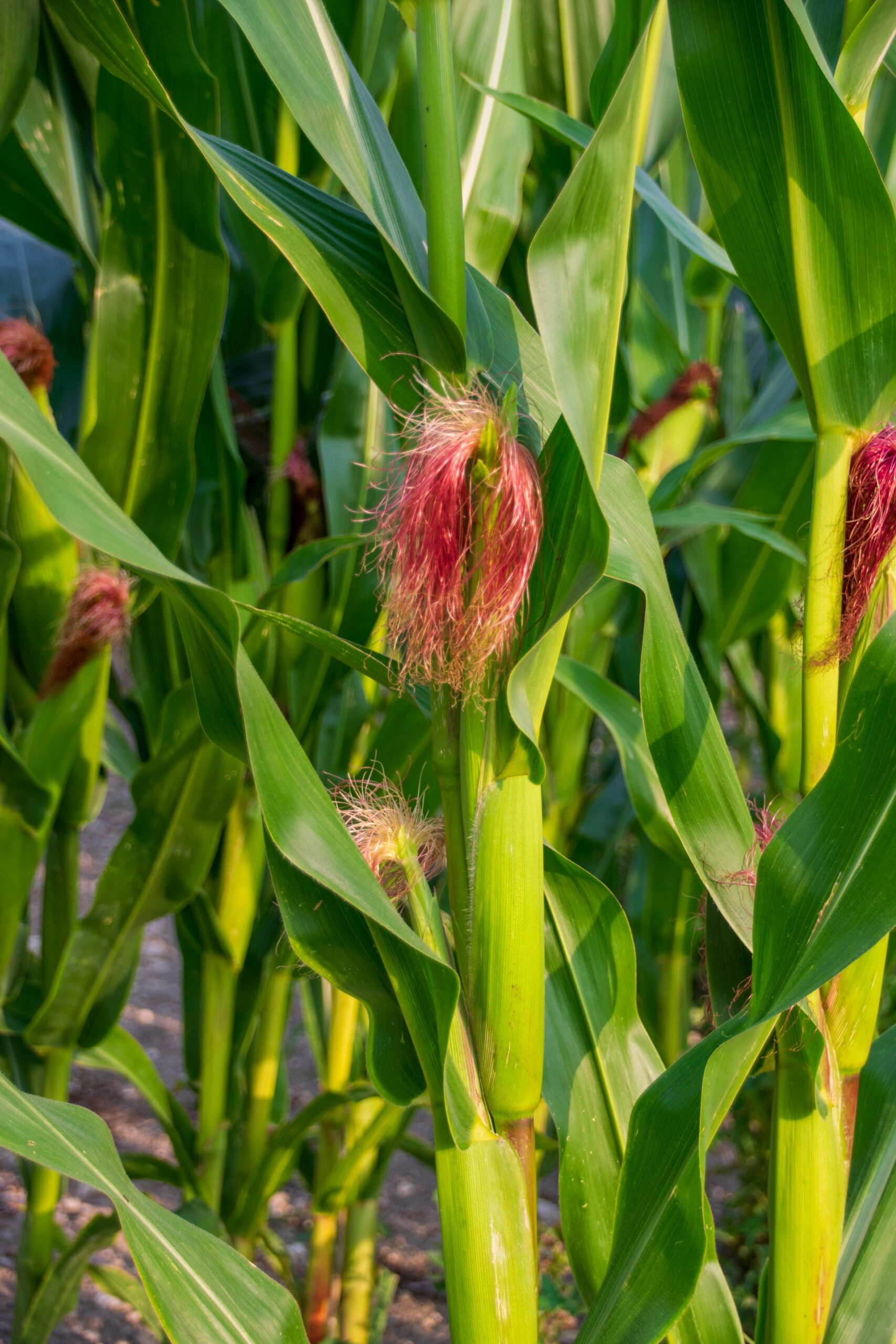 Sun-drenched corn plants with visible red silks in a summer field. Vibrant green leaves.