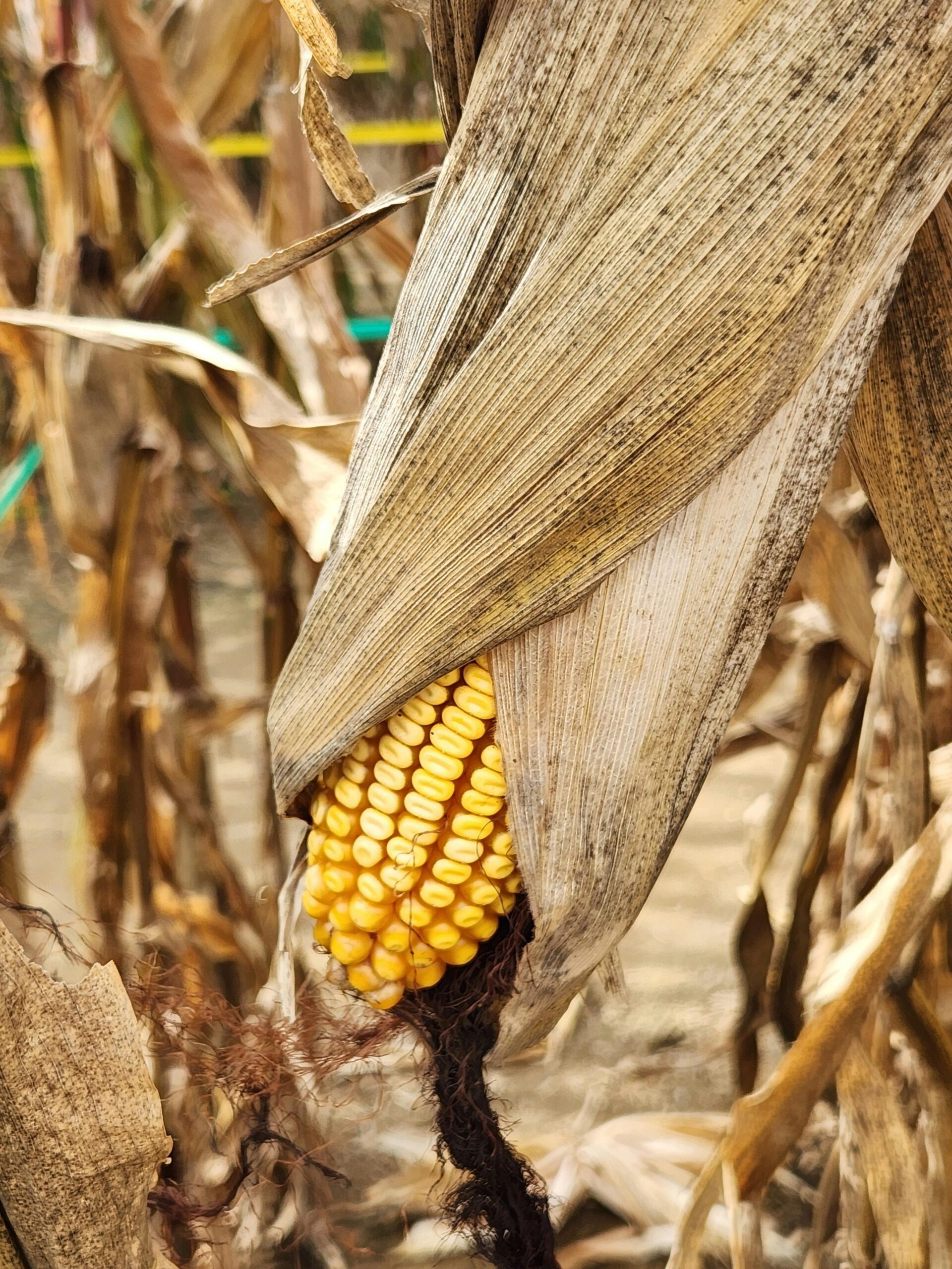 Close-up of ripe corn in husk, showcasing an autumn harvest in Ronks, Pennsylvania.