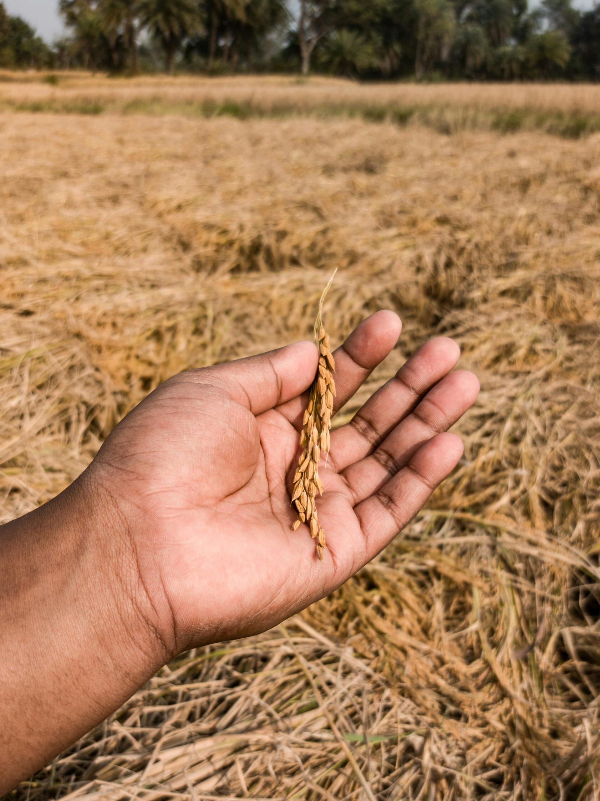 Close-up of a hand holding a rice ear in a freshly harvested field, illustrating agriculture.