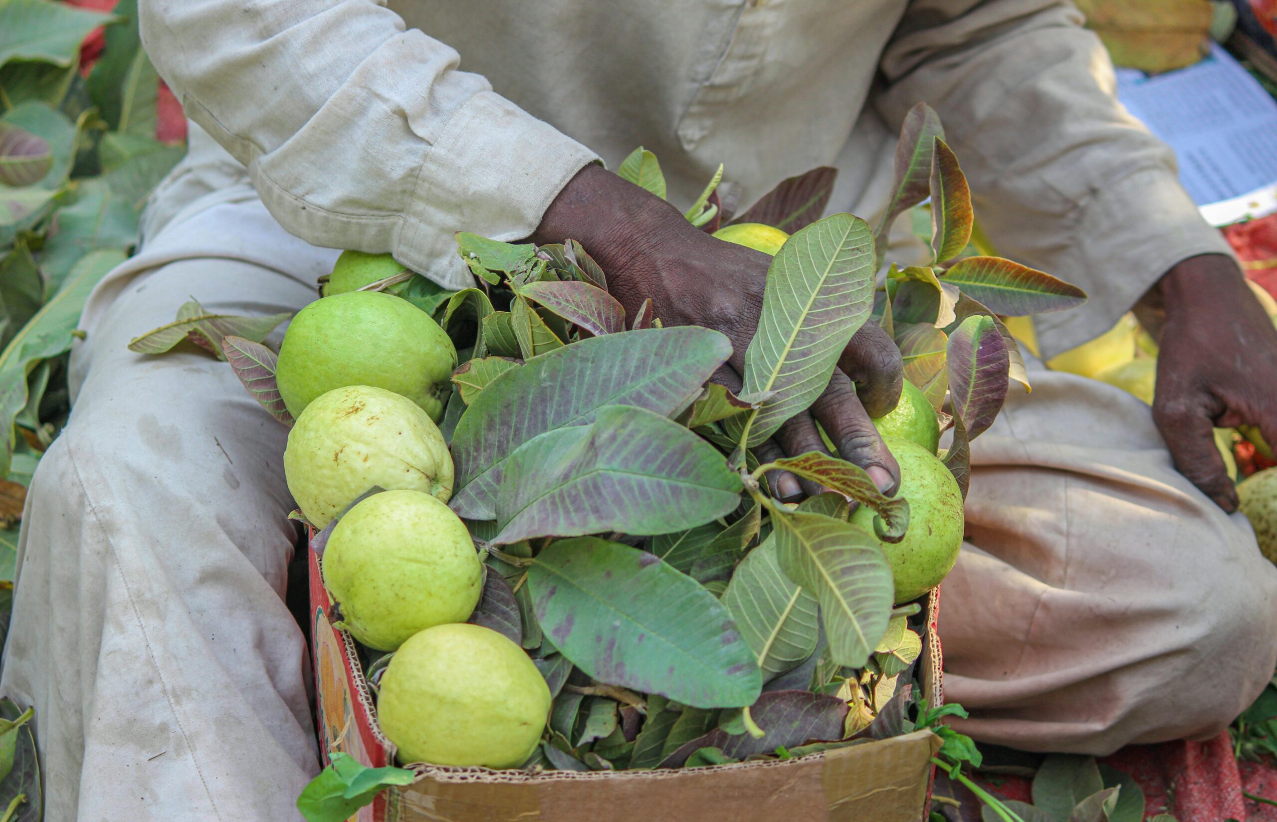 Premium Fresh Pakistani Guava A close-up image of a farmer in Pakistan holding a box of freshly harvested guavas.