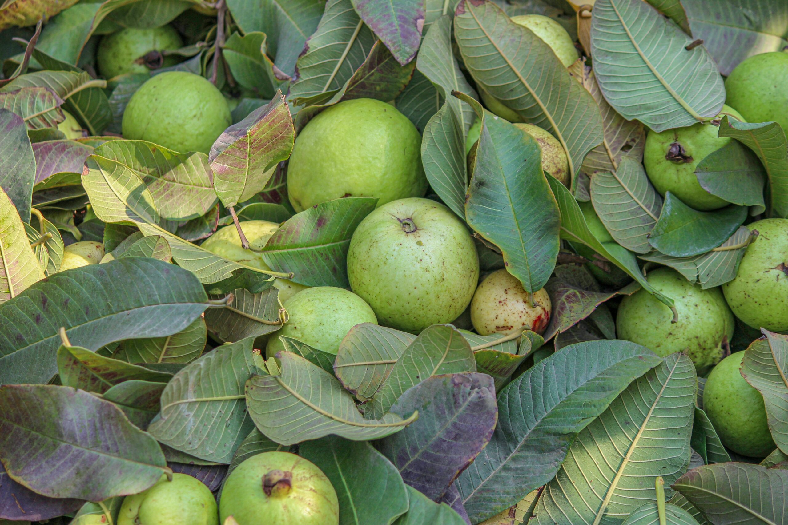 A vibrant collection of fresh green guavas and leaves harvested in a farm located in Pakistan.