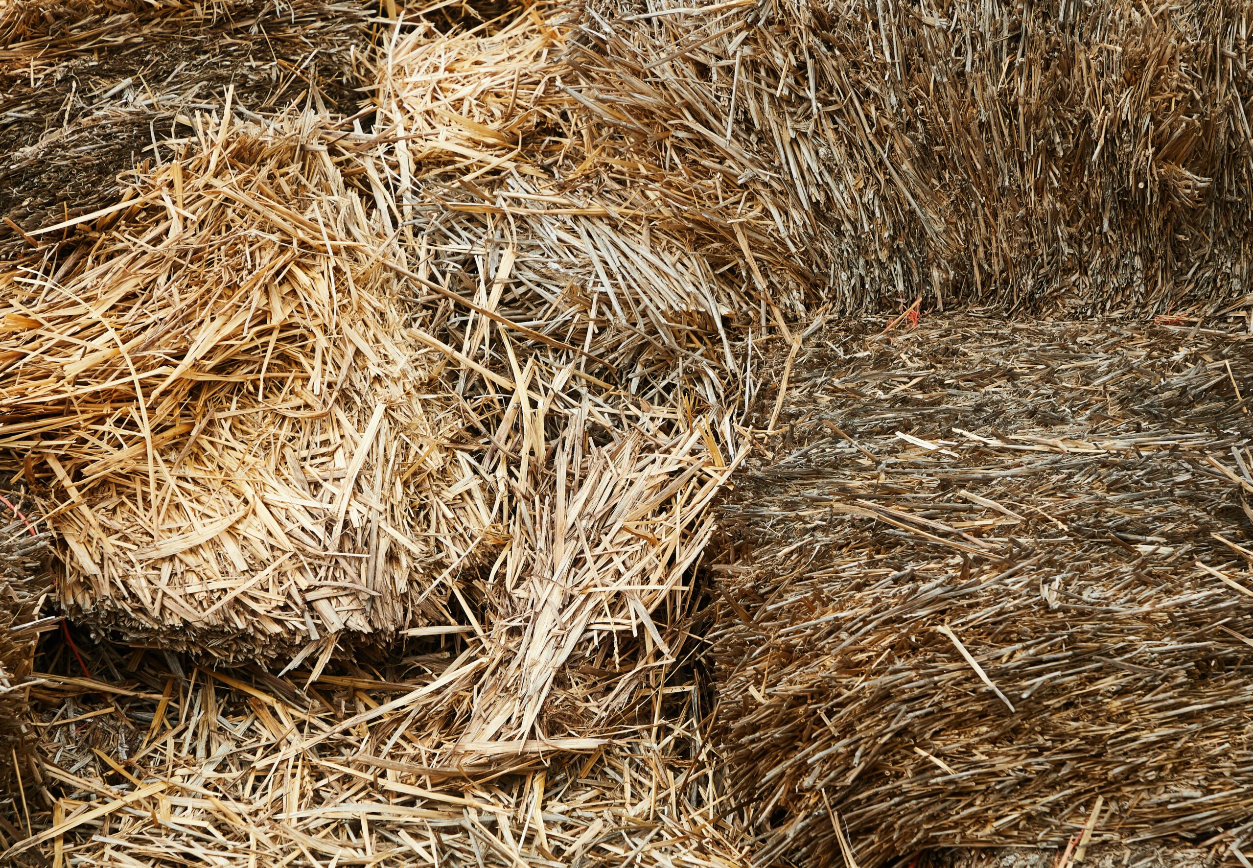 Premium High-Protein Alfalfa Hay Piles of dry hay stacked together and placed in barn in farm in countryside