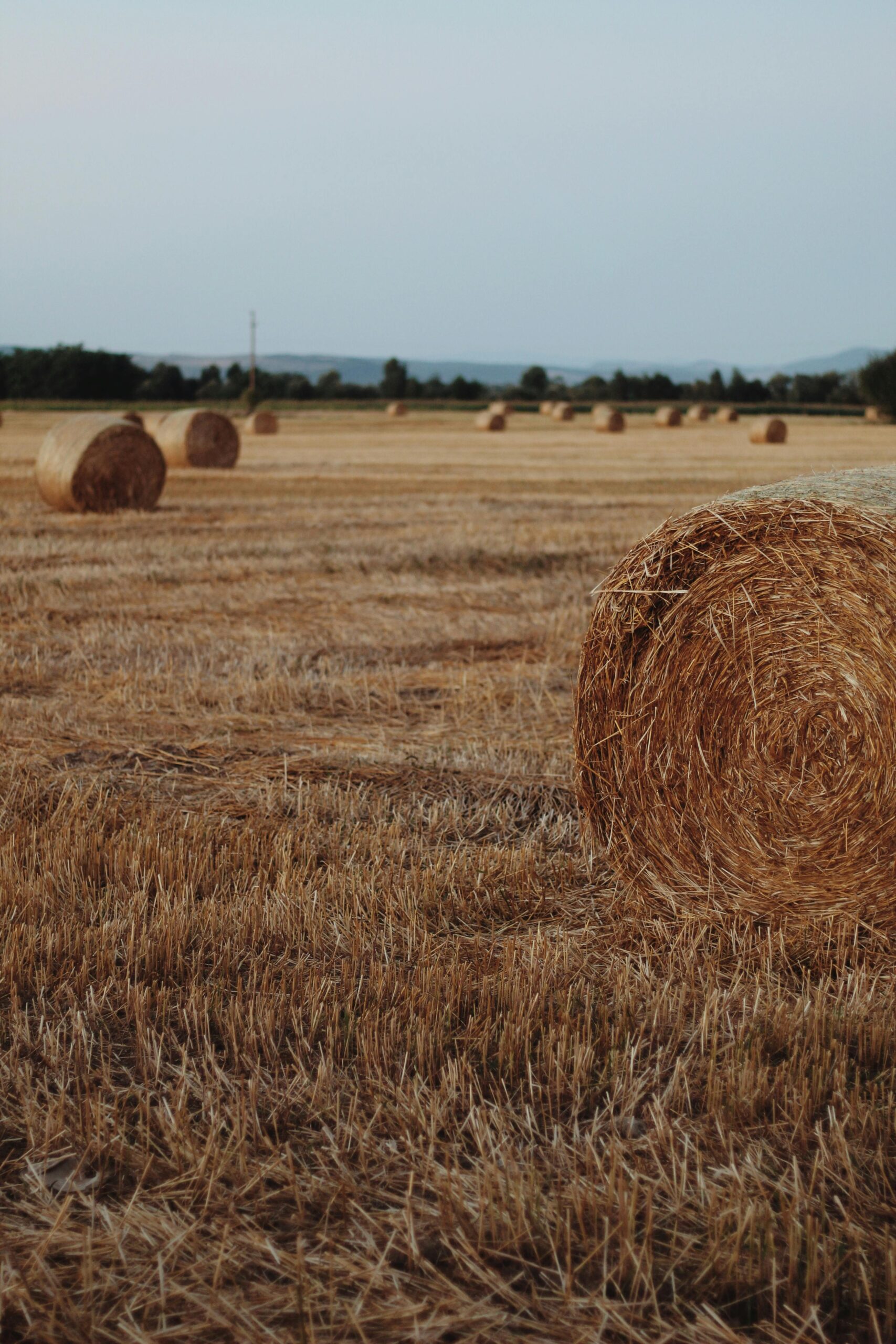 Premium High-Protein Alfalfa Hay Scenic view of multiple hay bales on a harvested field at dusk, capturing rural tranquility.